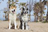 AKITA INU 115